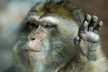 Barbary Macaque hand clipart