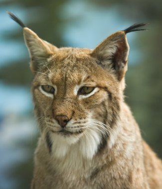 Avrasya vaşağı (Vaşak Vaşağı))