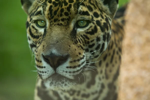 Close up eyes jaguar — Stock Photo, Image