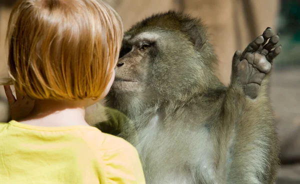 Barbary Macaco y cabeza de niño —  Fotos de Stock