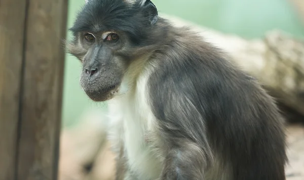 Macaco tímido — Fotografia de Stock