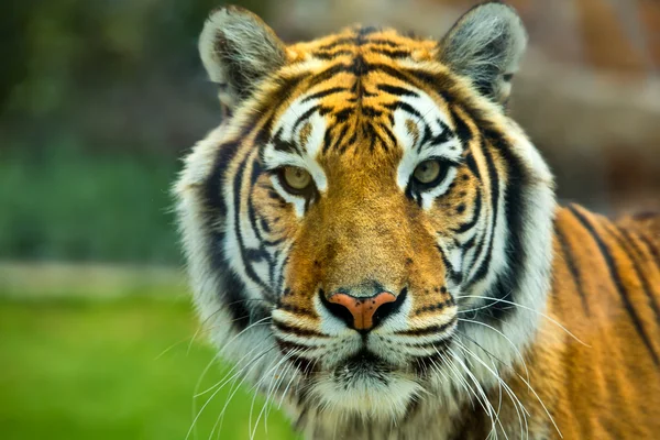Det store bengalske tigerhoved - Stock-foto