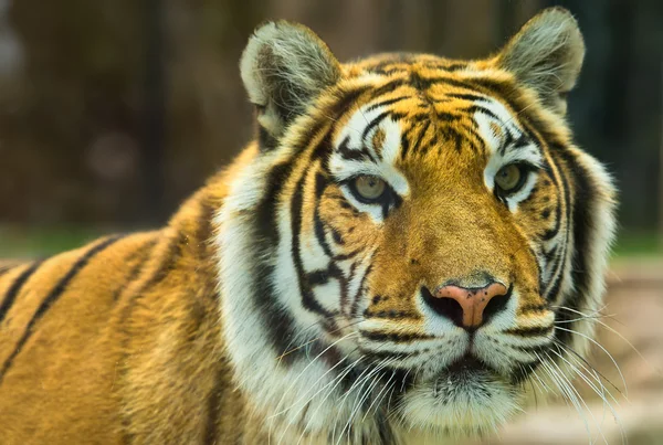 Бенгальский тигр в боевой готовности — стоковое фото