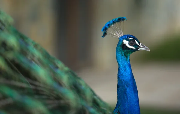 Profiel van:: mannelijke Indiase Pauw — Stockfoto