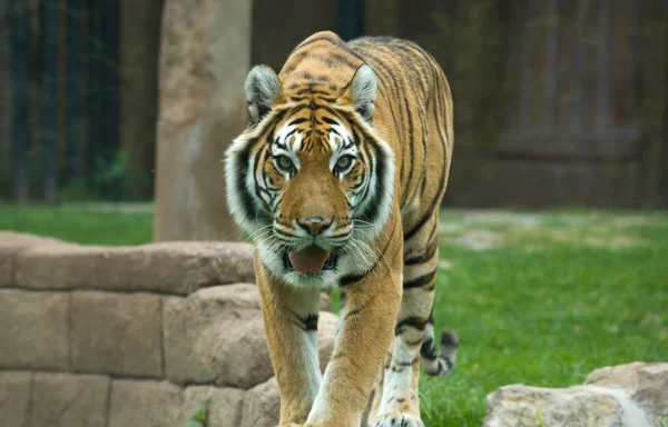 Большой бенгальский тигр движется вперед — стоковое фото