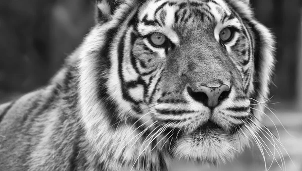 Gezicht van majestueuze grote Bengaalse tijger — Stockfoto