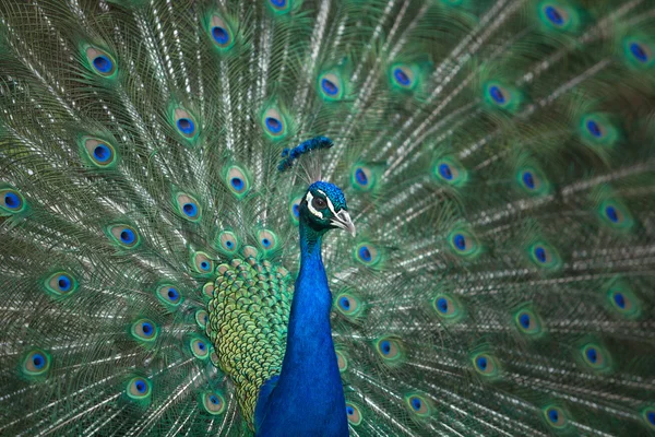 Masculino indiano Peafowl cabeça e cauda — Fotografia de Stock