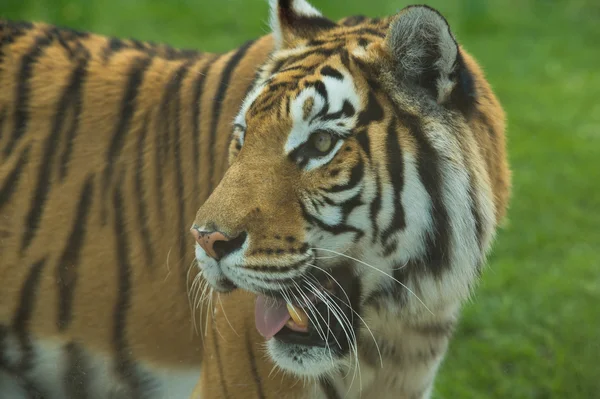 The Big Bengal Tiger protruding tongue