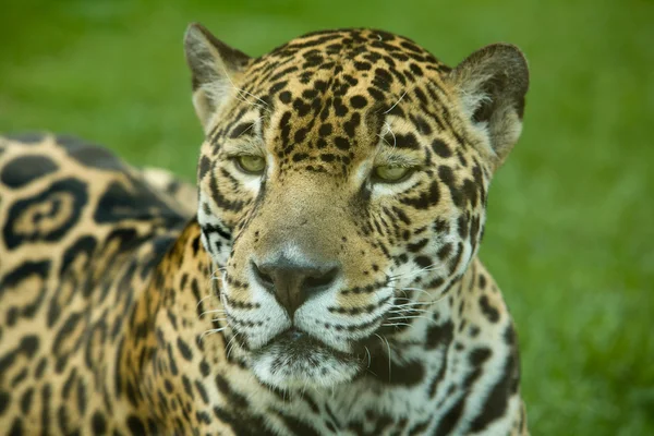 Panthera onca - Stock-foto