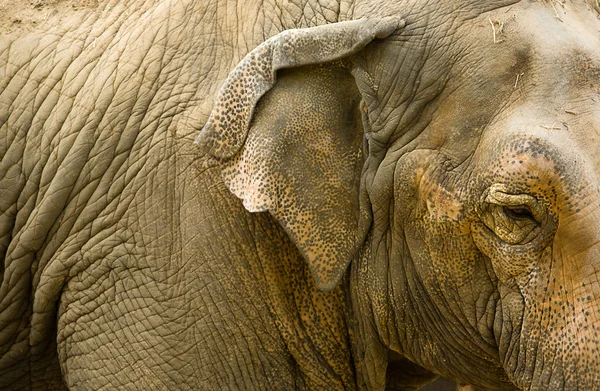 Close up of elephants head — Stock Photo, Image