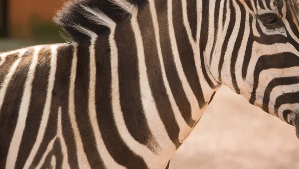 Portret Zebra — Zdjęcie stockowe