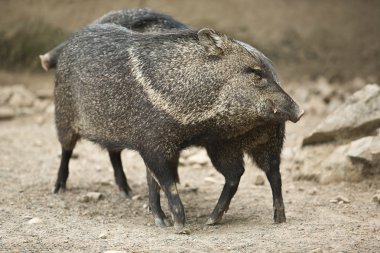 Yakalı pekari birbirlerine karşı ovmak