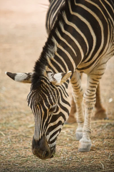 Zebrastreifen — Stockfoto