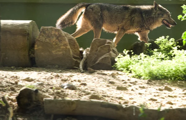 Iberische wolf uitgevoerd — Stockfoto