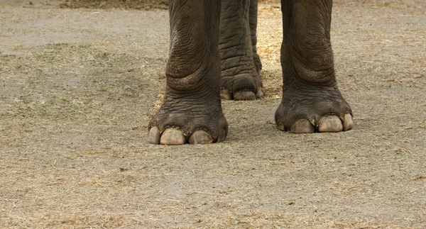 Asian elephant hoof — Stock Photo, Image