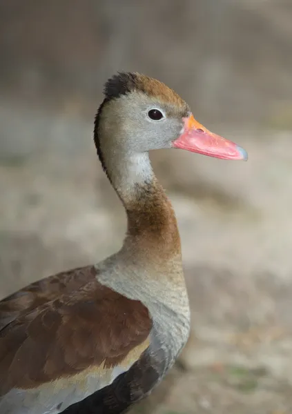 Profil du Canard siffleur à ventre noir — Photo