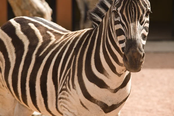 Zebra. — Fotografia de Stock