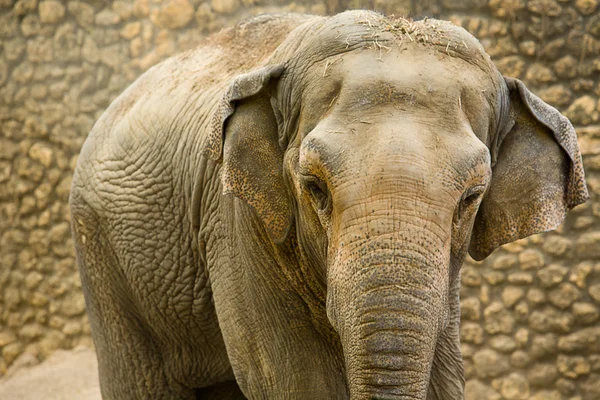 Asiatisk elefant porträtt — Stockfoto