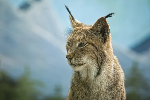 Tête de lynx eurasien — Photo