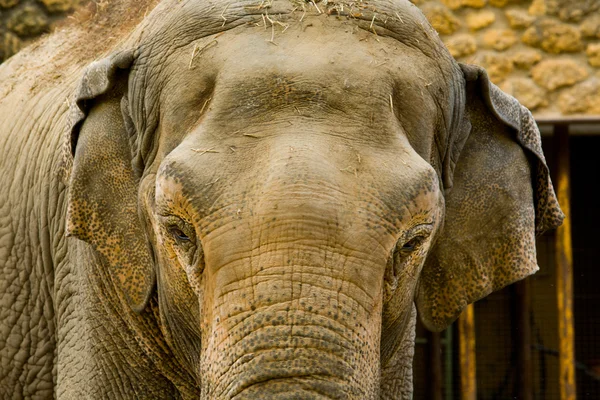 Asien elefant huvud på nära håll — Stockfoto