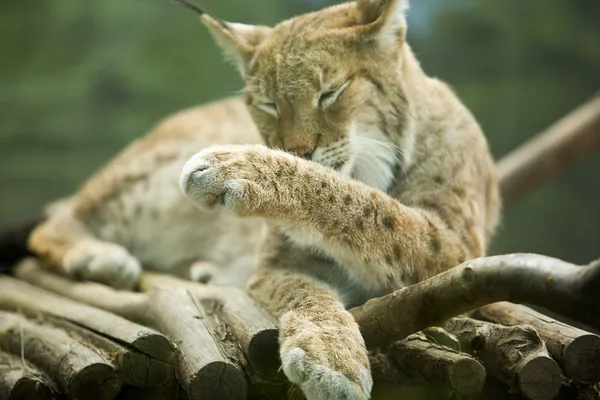 Eurasian lynx licking itself — Stock Photo, Image