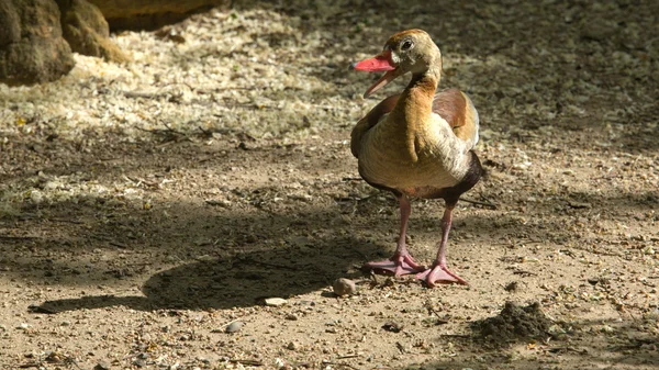 Zwart-bellied fluiten-eend met open snavel — Stockfoto