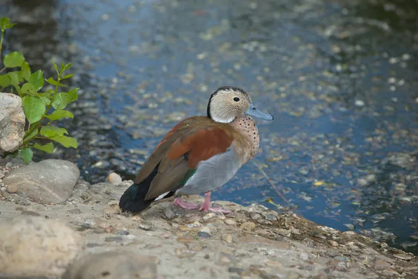 Pato de Teal anillado —  Fotos de Stock