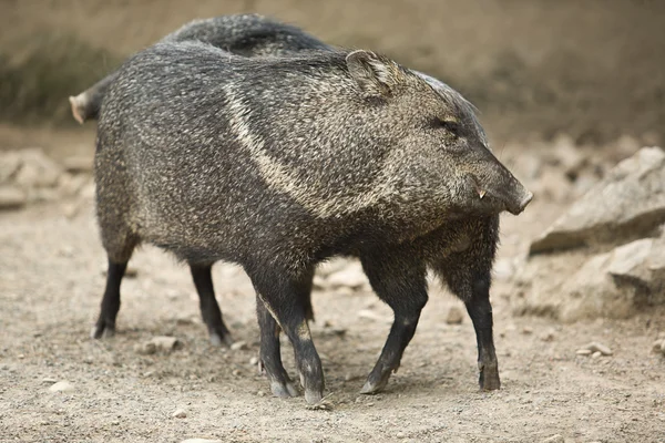 Collared peccary τρίβετε ένας εναντίον του άλλου — Φωτογραφία Αρχείου