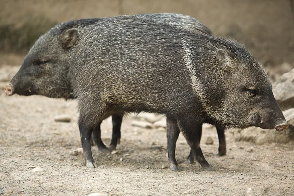 Δύο collared peccary — Φωτογραφία Αρχείου