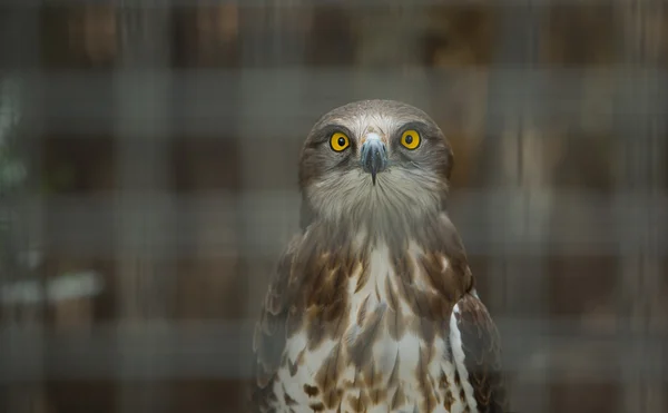 Snake Eagle — Stock Photo, Image