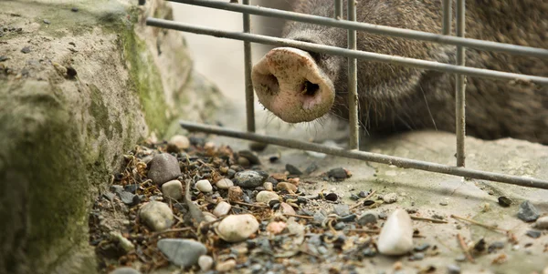 Collared peccary ρύγχος — Φωτογραφία Αρχείου