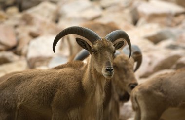 Berberi koyunu numune