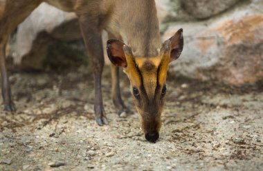 dikdik portre