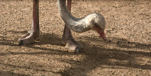 Кормление страуса — стоковое фото