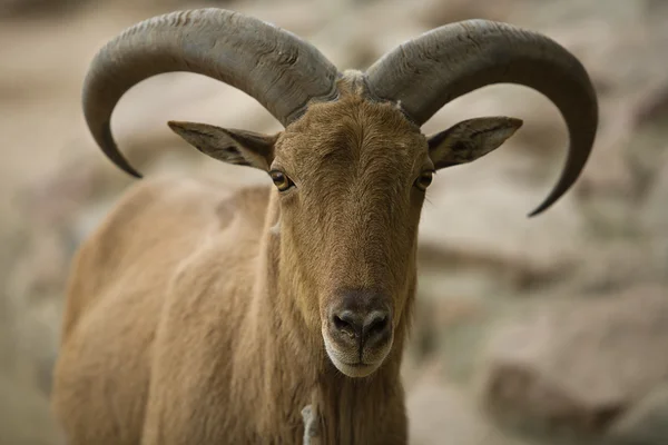Barbary schapen hoofd — Stockfoto