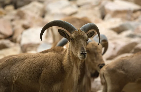 புல்லாங்குழல் ஆடு மாதிரி — ஸ்டாக் புகைப்படம்