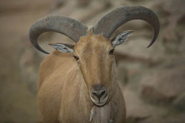 Volwassen barbary schapen — Stockfoto