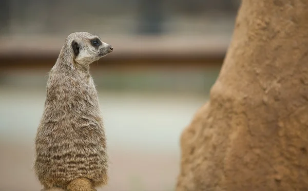 Alert meerkat — Stock Photo, Image