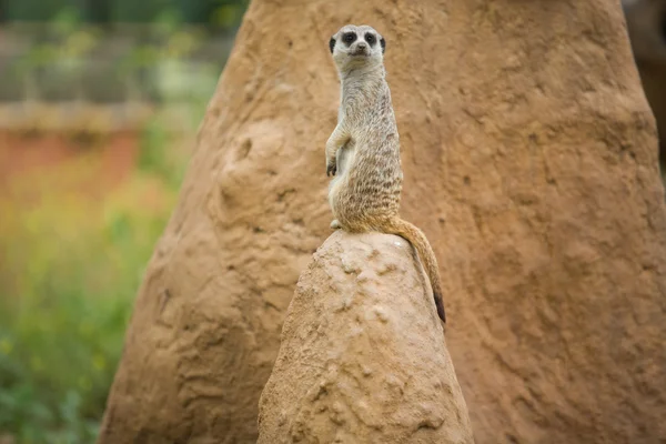 Alerta suricata en el puesto de observación —  Fotos de Stock