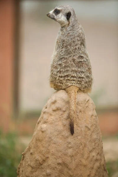 Meerkat oturma — Stok fotoğraf
