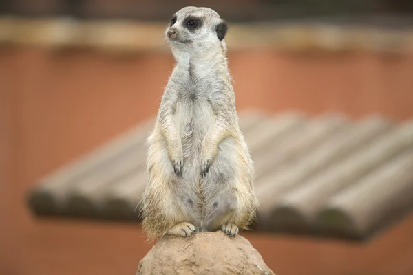 Mulher mãe meerkat — Fotografia de Stock
