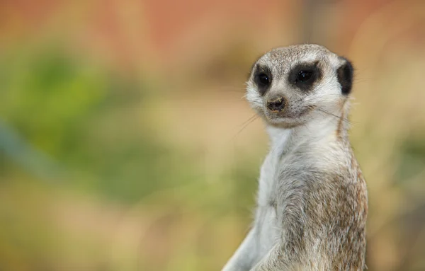 Cabeça de meerkat — Fotografia de Stock