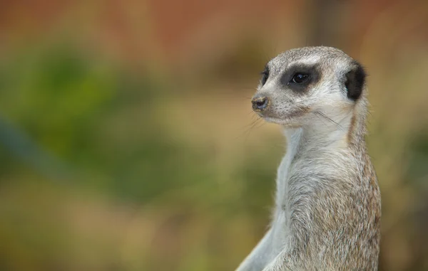 Erdmännchenseite — Stockfoto