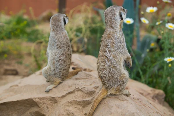 Meerkat et marguerite — Photo