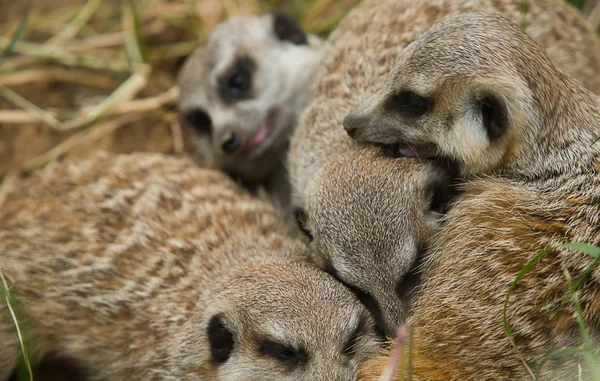 Familjen meerkats spelar — Stockfoto