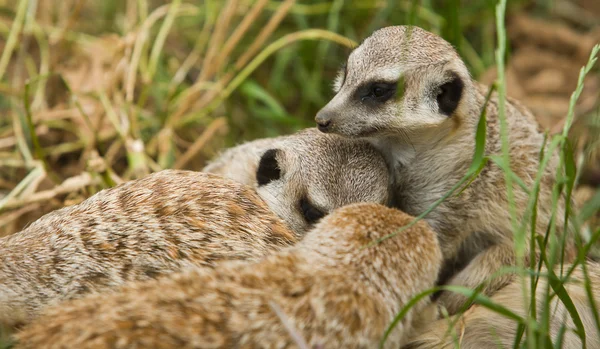 Två meerkats spelar — Stockfoto