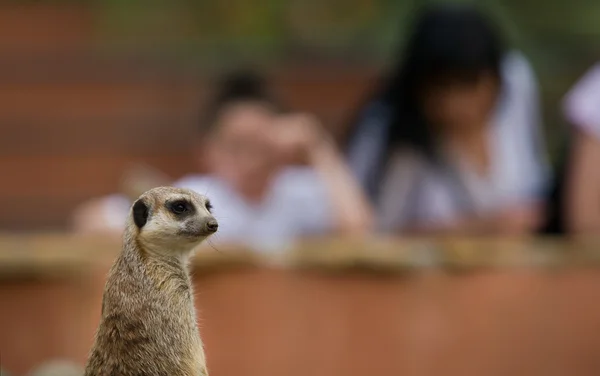 Meerkats et visiteurs à la recherche — Photo