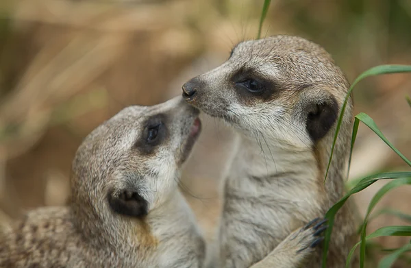 Meerkat kiss — Stock Photo, Image