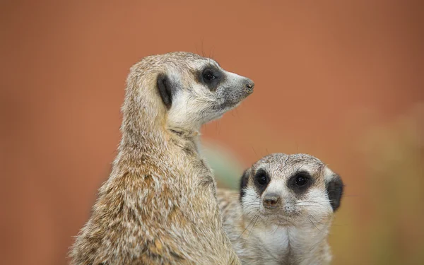 Två alert meerkats — Stockfoto
