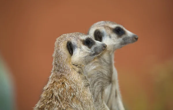 Alert meerkats — Stock Photo, Image